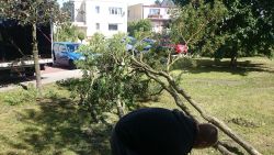 usuwanie obumarłych drzew na zieleńcu przy ul. 5 Marca